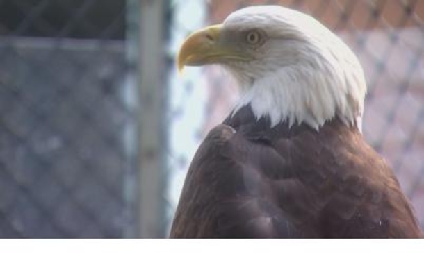 Mom Mows Down Bald Eagle, Stuns Others By What She Did With Bird’s Body - picture 2