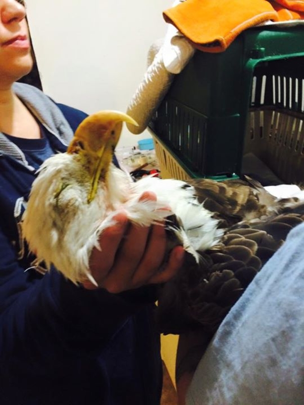 Mom Mows Down Bald Eagle, Stuns Others By What She Did With Bird’s Body - picture 3