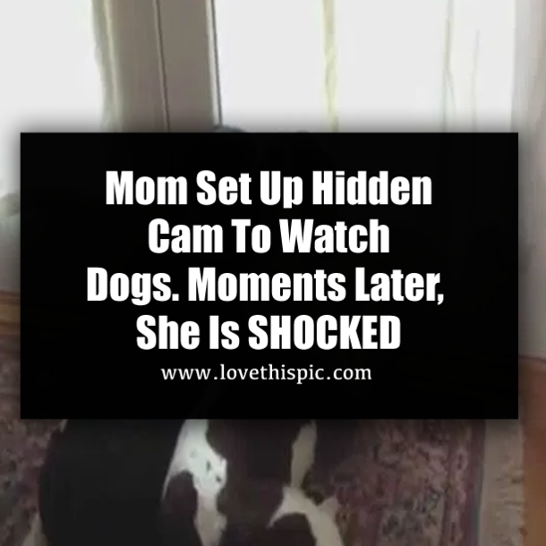 Mom Set Up Hidden Cam To Watch Dogs. Moments Later, She Is SHOCKED