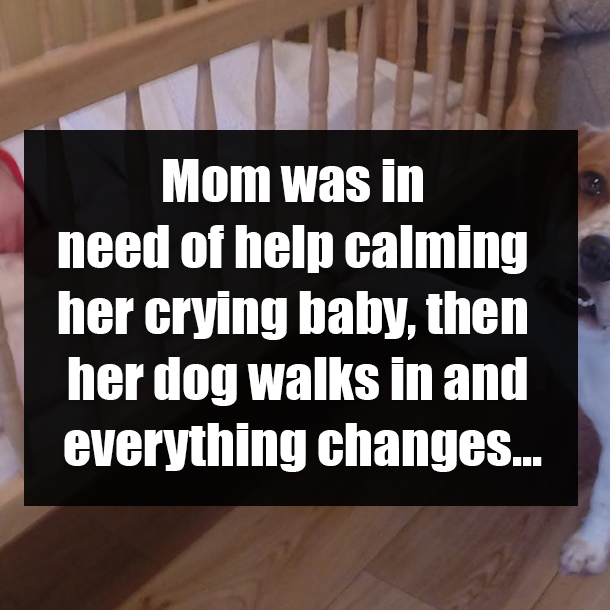 Mom was in need of help calming her crying baby, then her dog walks in and everything changes...