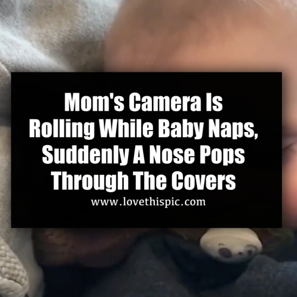 Mom's Camera Is Rolling While Baby Naps, Suddenly A Nose Pops Through The Covers