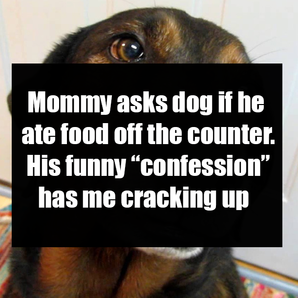 Mommy asks dog if he ate food off the counter. His funny “confession” has me cracking up