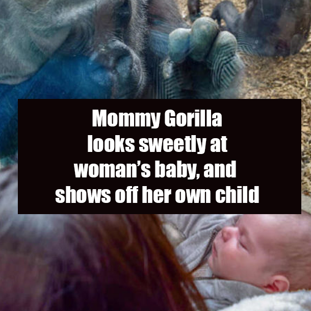 Mommy Gorilla looks sweetly at woman’s baby, and shows off her own child
