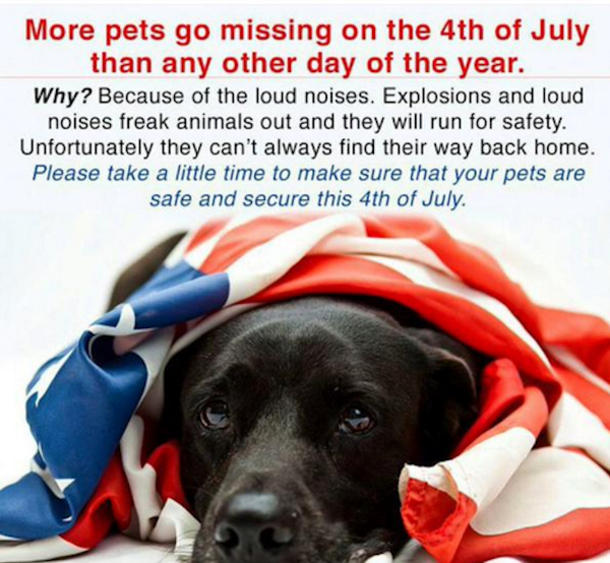 More Pets Go Missing On July 4th Than Any Other Day. Here Are Tips To Keep The Safe This Weekend. - picture 2