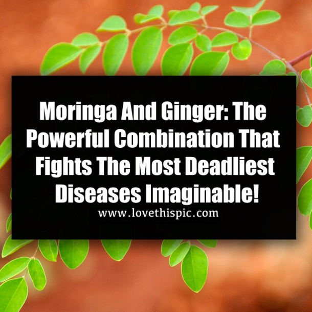 Moringa And Ginger: The Powerful Combination That Fights The Most Deadliest Diseases Imaginable!