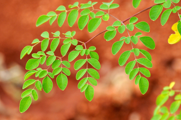 Moringa And Ginger: The Powerful Combination That Fights The Most Deadliest Diseases Imaginable! - picture 2