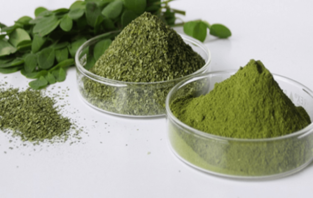 Moringa – The Herb That Kills Cancer And Stops Diabetes - picture 2