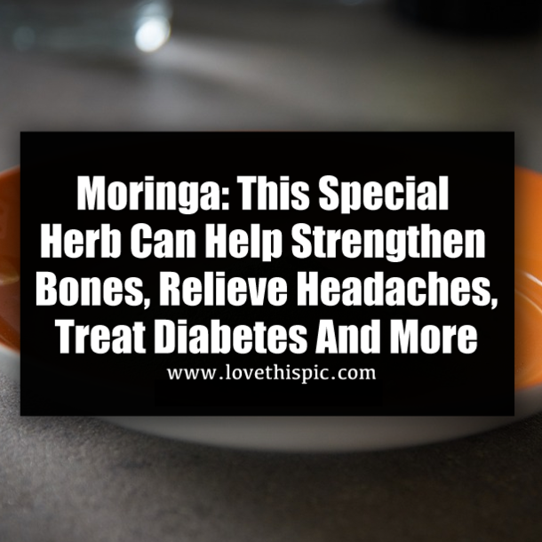 Moringa: This Special Herb Can Help Strengthen Bones, Relieve Headaches, Treat Diabetes And More
