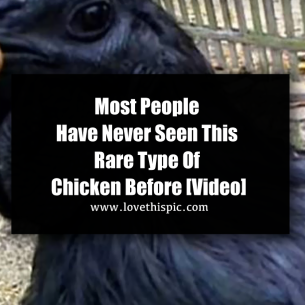 Most People Have Never Seen This Rare Type Of Chicken Before [Video]