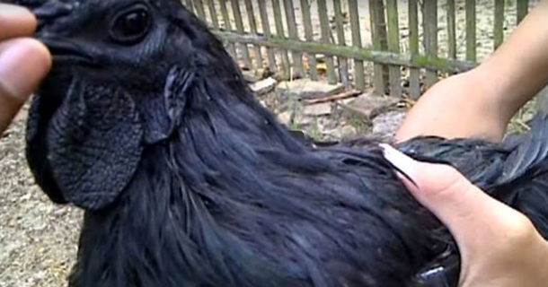 Most People Have Never Seen This Rare Type Of Chicken Before [Video] - picture 2