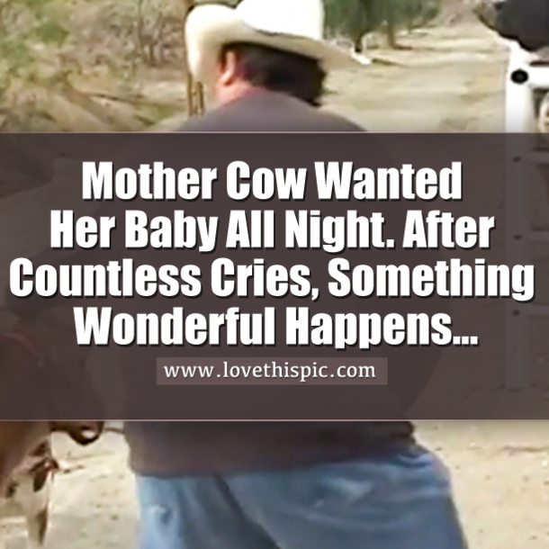 Mother Cow Wanted Her Baby All Night. After Countless Cries, Something Wonderful Happens...