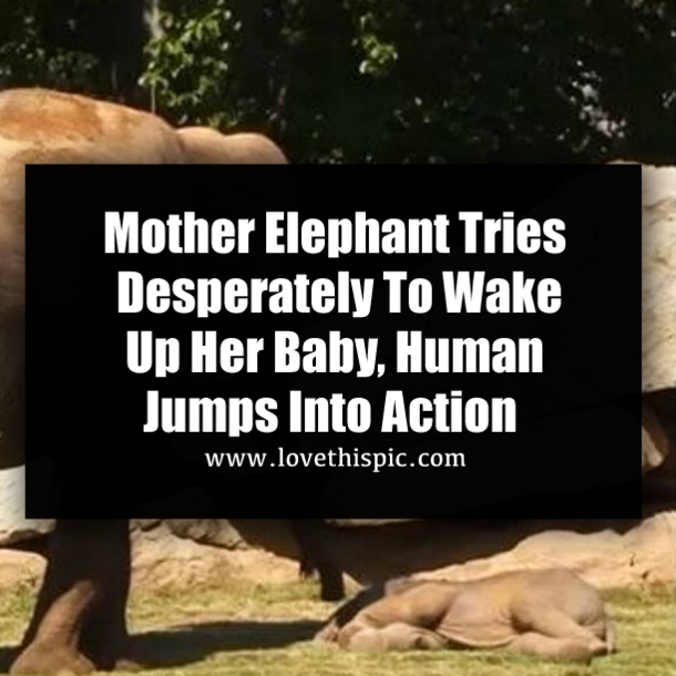 Mother Elephant Tries Desperately To Wake Up Her Baby, Human Jumps Into Action