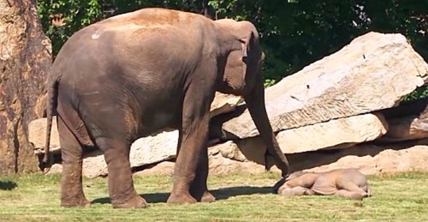 Mother Elephant Tries Desperately To Wake Up Her Baby, Human Jumps Into Action - picture 2