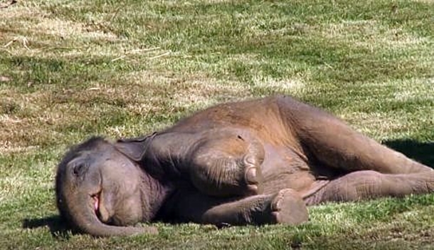 Mother Elephant Tries Desperately To Wake Up Her Baby, Human Jumps Into Action - picture 3