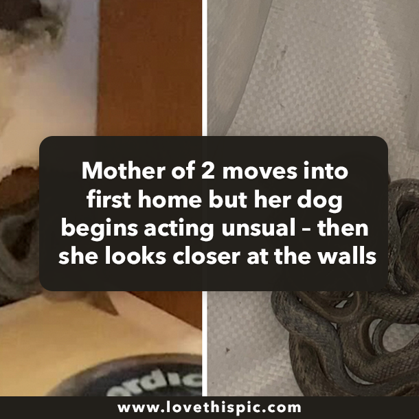 Mother of 2 moves into first home but her dog begins acting unsual – then she looks closer at the walls