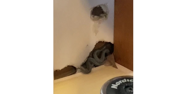 Mother of 2 moves into first home but her dog begins acting unsual – then she looks closer at the walls - picture 2