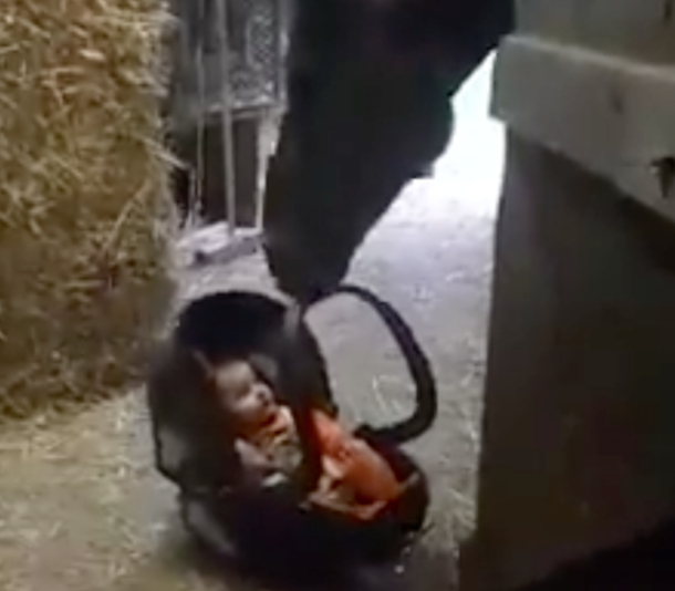 Mother Sets Her Tiny Baby Down - But Don't Take Your Eyes Off The Horse - picture 2