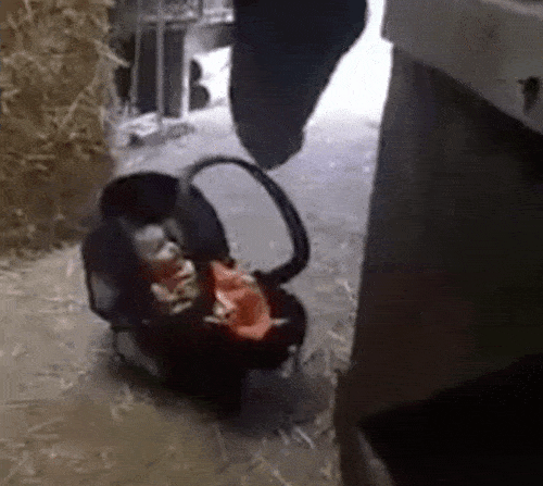 Mother Sets Her Tiny Baby Down - But Don't Take Your Eyes Off The Horse - picture 3