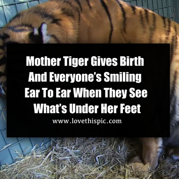Mother Tiger Gives Birth And Everyone’s Smiling Ear To Ear When They See What’s Under Her Feet