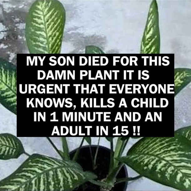 MY SON DIED FOR THIS DAMN PLANT IT IS URGENT THAT EVERYONE KNOWS, KILLS A CHILD IN 1 MINUTE AND AN ADULT IN 15 !!