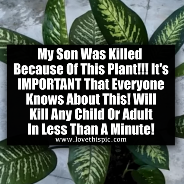 My Son Was Killed Because Of This Plant!!! It's IMPORTANT That Everyone Knows About This! Will KILL Any Child Or Adult In Less Than A Minute!