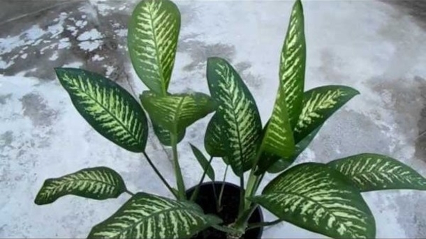 My Son Was Killed Because Of This Plant!!! It's IMPORTANT That Everyone Knows About This! Will KILL Any Child Or Adult In Less Than A Minute! - picture 2