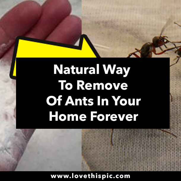 Natural Way To Remove Of Ants In Your Home Forever