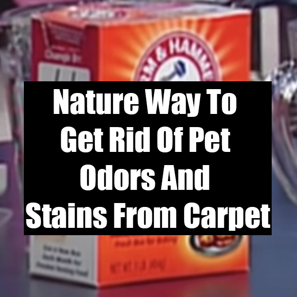 Nature Way To Get Rid Of Pet Odors And Stains From Carpet