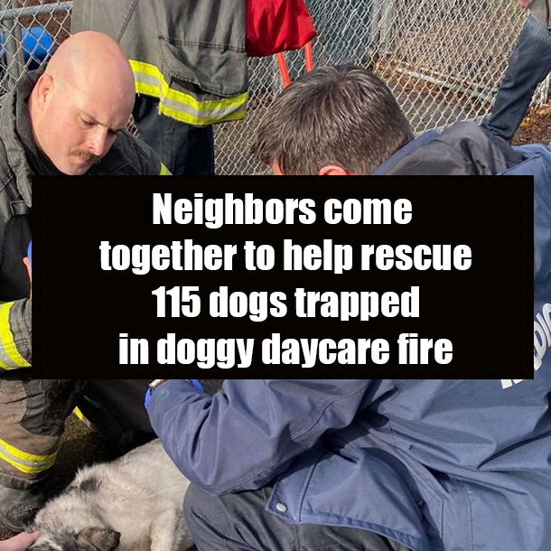 Neighbors come together to help rescue 115 dogs trapped in doggy daycare fire