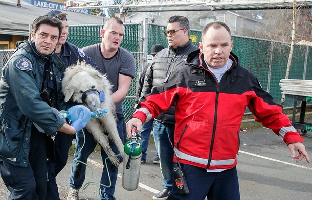Neighbors come together to help rescue 115 dogs trapped in doggy daycare fire - picture 2