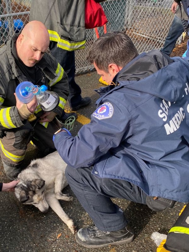 Neighbors come together to help rescue 115 dogs trapped in doggy daycare fire - picture 3
