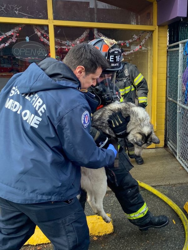 Neighbors come together to help rescue 115 dogs trapped in doggy daycare fire - picture 4
