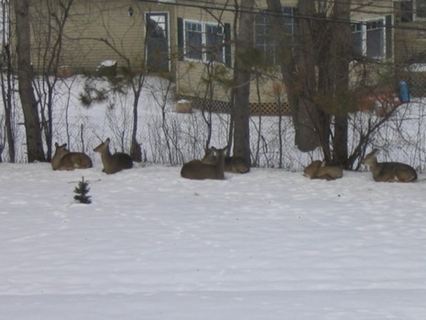 Neighbors Finally Figure Out Why Woman Was Putting Irish Spring Soap In Yard - picture 3