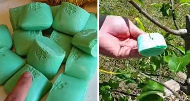 Neighbors Finally Learn Why Woman Leaves Chunks of Soap in Yard - picture 4