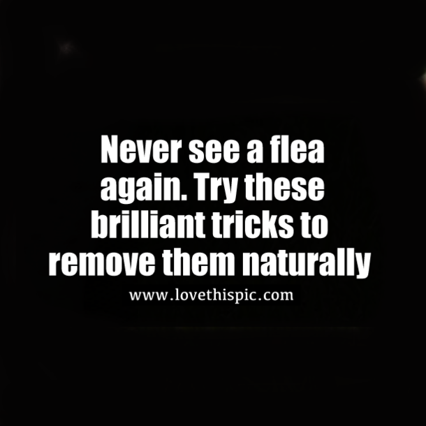 Never see a flea again. Try these brilliant tricks to remove them naturally