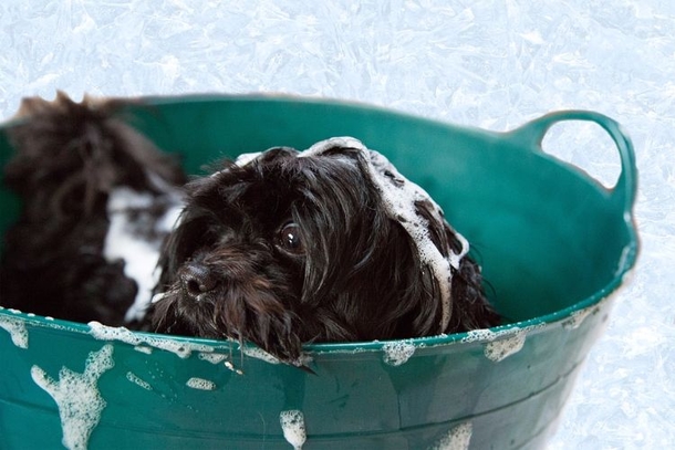Never see a flea again. Try these brilliant tricks to remove them naturally - picture 3