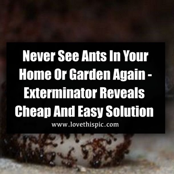Never See Ants In Your Home Or Garden Again - Exterminator Reveals Cheap And Easy Solution