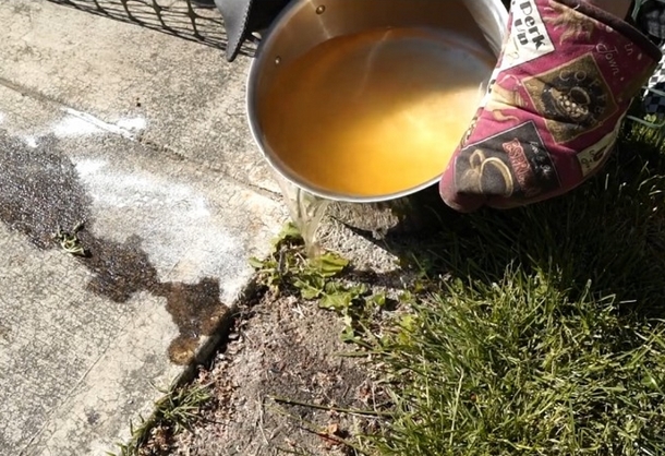 Never See Ants In Your Home Or Garden Again - Exterminator Reveals Cheap And Easy Solution - picture 2