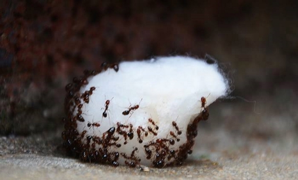 Never See Ants In Your Home Or Garden Again - Exterminator Reveals Cheap And Easy Solution - picture 3
