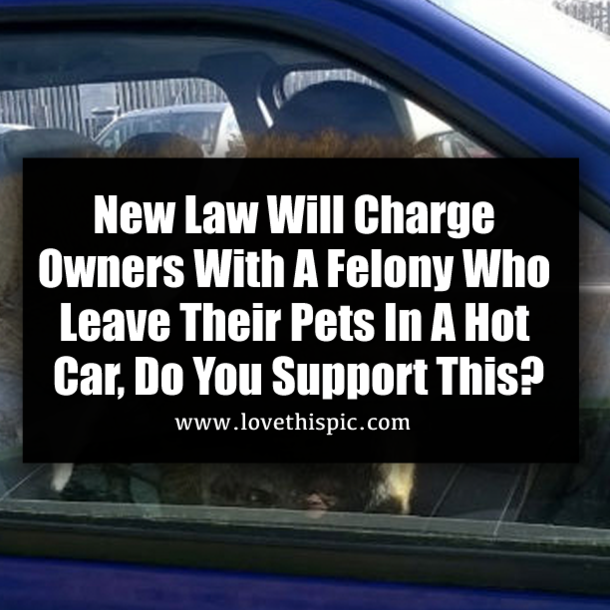 New Law Will Charge Owners With A Felony Who Leave Their Pets In A Hot Car, Do You Support This?