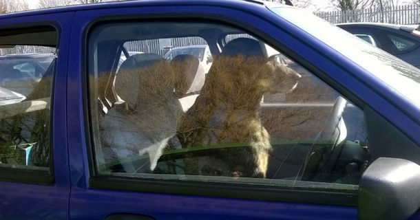 New Law Will Charge Owners With A Felony Who Leave Their Pets In A Hot Car, Do You Support This? - picture 2