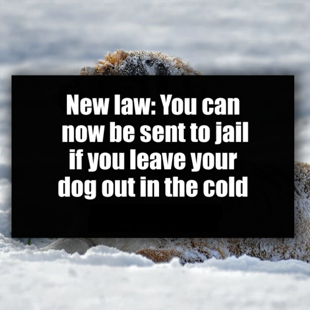 New law: You can now be sent to jail if you leave your dog out in the cold