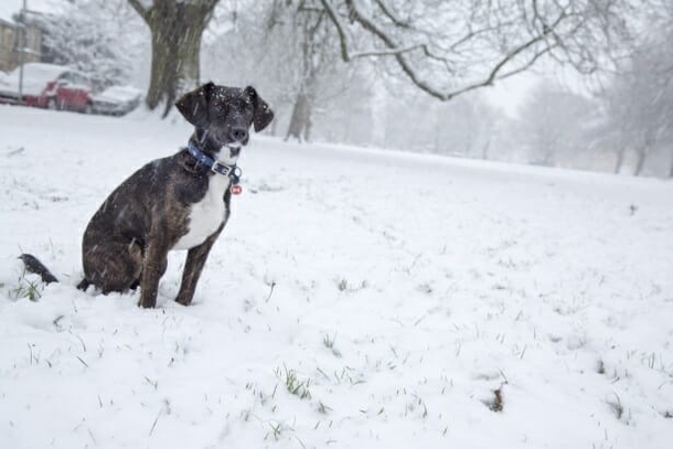 New law: You can now be sent to jail if you leave your dog out in the cold - picture 2