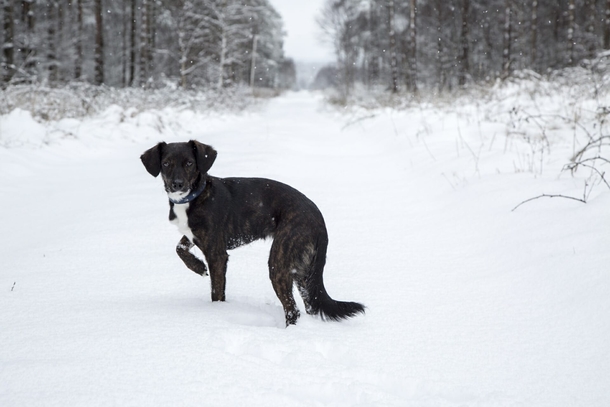 New law: You can now be sent to jail if you leave your dog out in the cold - picture 3