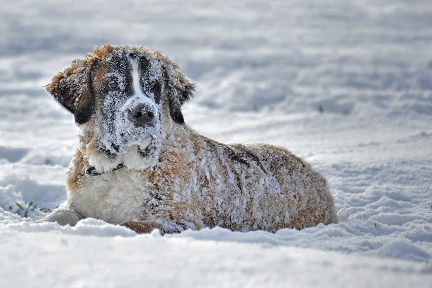 New law: You can now be sent to jail if you leave your dog out in the cold - picture 4