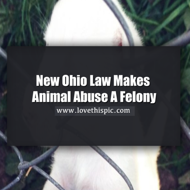 New Ohio Law Makes Animal Abuse A Felony