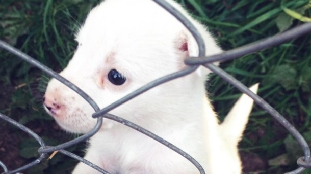 New Ohio Law Makes Animal Abuse A Felony - picture 2