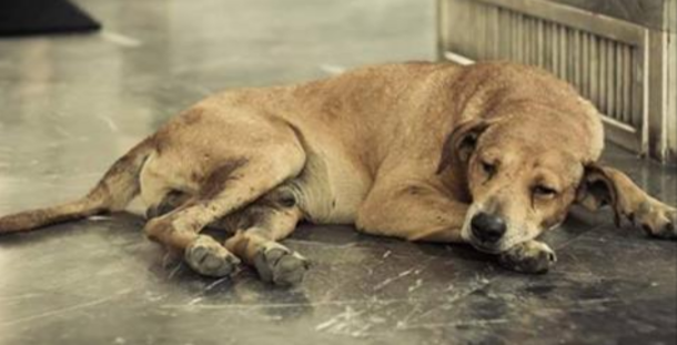 New Ohio Law Makes Animal Abuse A Felony - picture 3