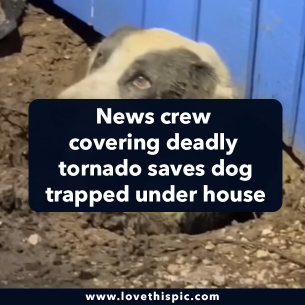 News crew covering deadly tornado saves dog trapped under house
