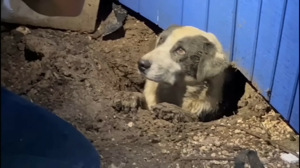 News crew covering deadly tornado saves dog trapped under house - picture 3
